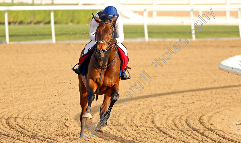 Torcedor-0003 
 TORCEDOR exercising in preparation for The Dubai Gold Cup Meydan 28 Mar 2018 - Pic Steven Cargill / Racingfotos.com