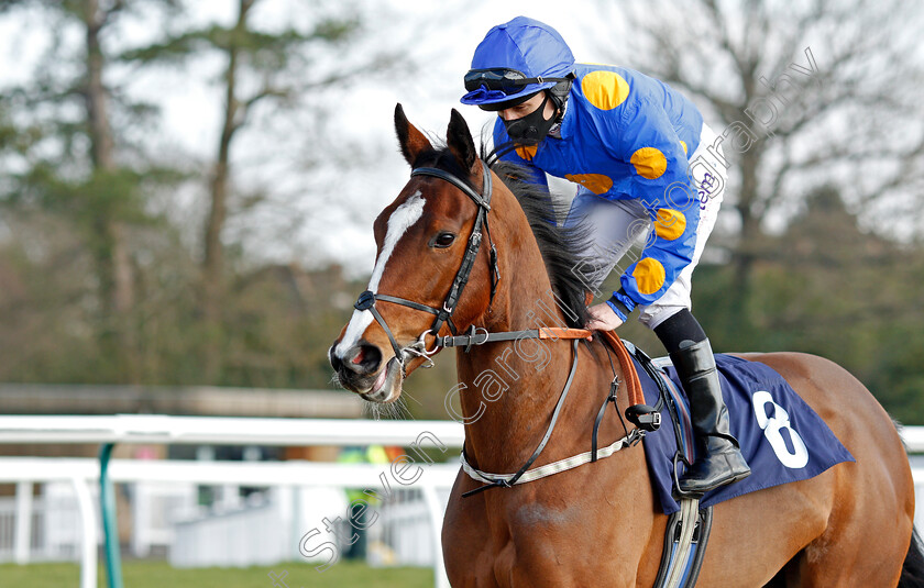 Miss-Bella-Brand-0002 
 MISS BELLA BRAND (P J McDonald)
Lingfield 27 Feb 2021 - Pic Steven Cargill / Racingfotos.com