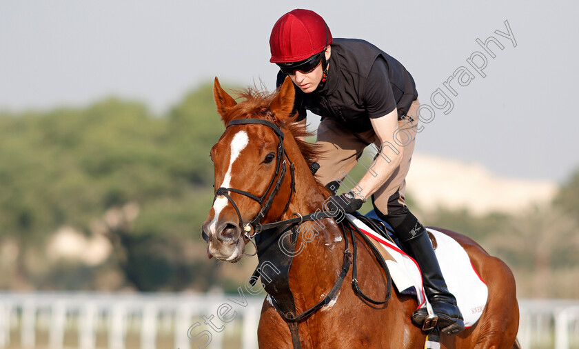 Sovereign-0005 
 SOVEREIGN training for the Bahrain International Trophy
Rashid Equestrian & Horseracing Club, Bahrain, 19 Nov 2020 - Pic Steven Cargill / Racingfotos.com