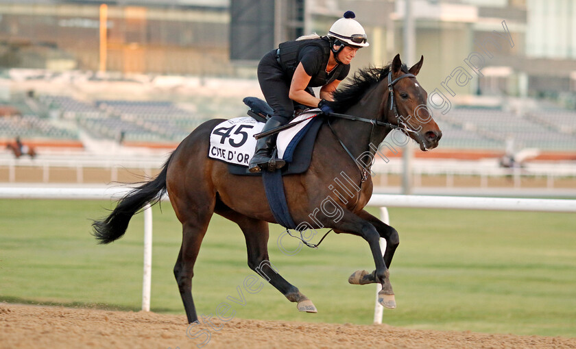 Cite-d Or-0002 
 CITE D'OR training at Meydan, Dubai
2 Feb 2023 - Pic Steven Cargill / Racingfotos.com