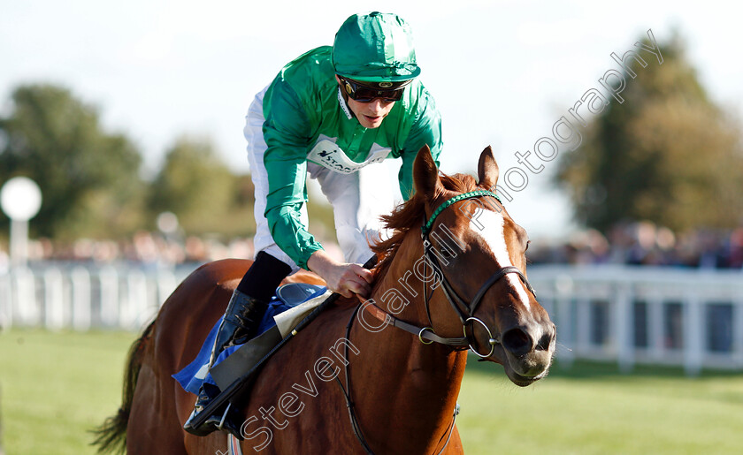 Senza-Limiti-0008 
 SENZA LIMITI (James Doyle) wins The Radcliffe & Co EBF Novice Stakes Div1
Salisbury 3 Oct 2018 - Pic Steven Cargill / Racingfotos.com