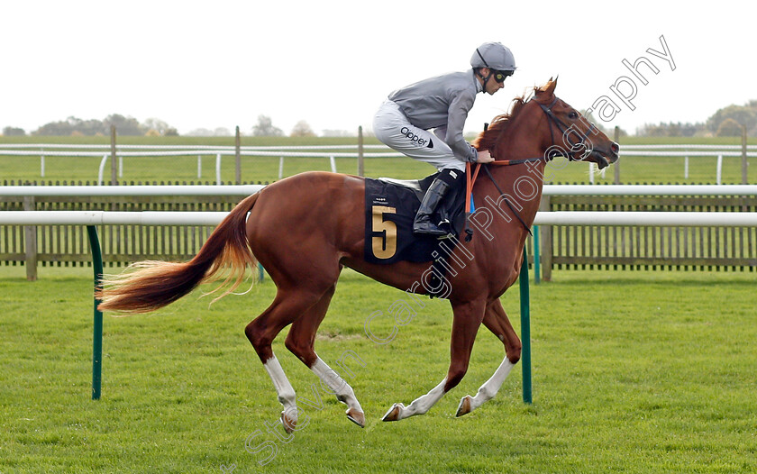 Social-Contact 
 SOCIAL CONTACT (Kieran Shoemark)
Newmarket 20 Oct 2021 - Pic Steven Cargill / Racingfotos.com