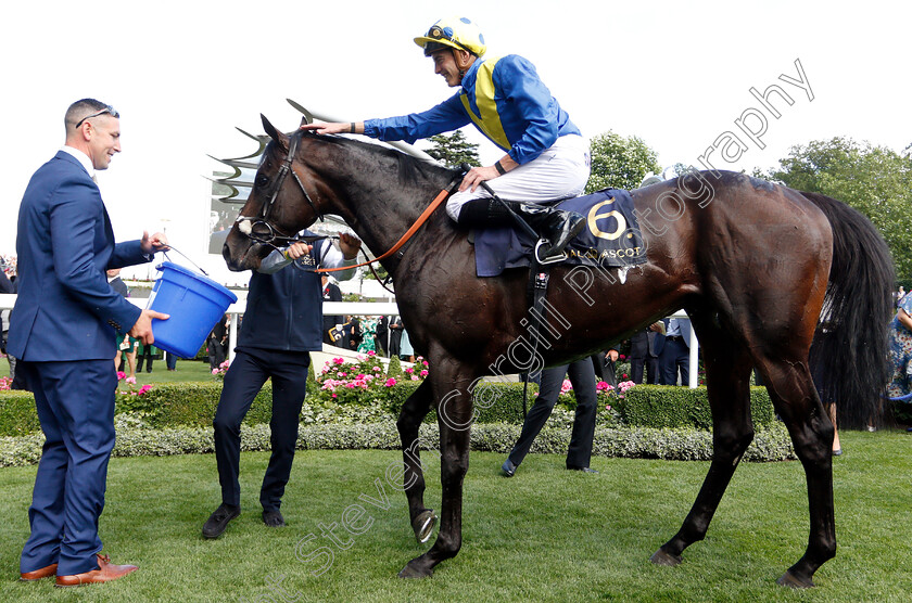 Poet s-Word-0013 
 POET'S WORD (James Doyle) after The Prince Of Wales's Stakes 
Royal Ascot 20 Jun 2018 - Pic Steven Cargill / Racingfotos.com