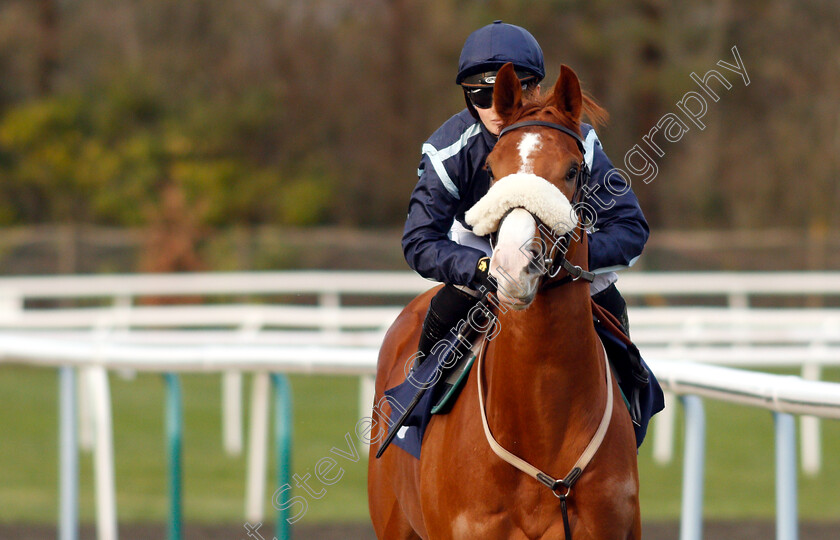 Harvey-Dent-0001 
 HARVEY DENT (Hollie Doyle) winner of The Ladbrokes Home Of The Odds Boost Novice Median Auction Stakes
Lingfield 25 Jan 2019 - Pic Steven Cargill / Racingfotos.com