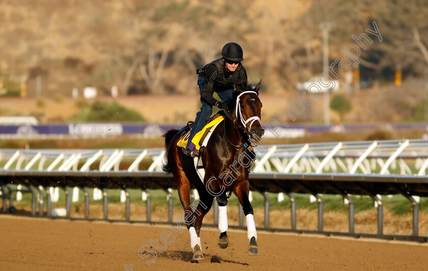 Fierceness-0002 
 FIERCENESS training for the Breeders' Cup Classic
Del Mar USA 31 Oct 2024 - Pic Steven Cargill / Racingfotos.com