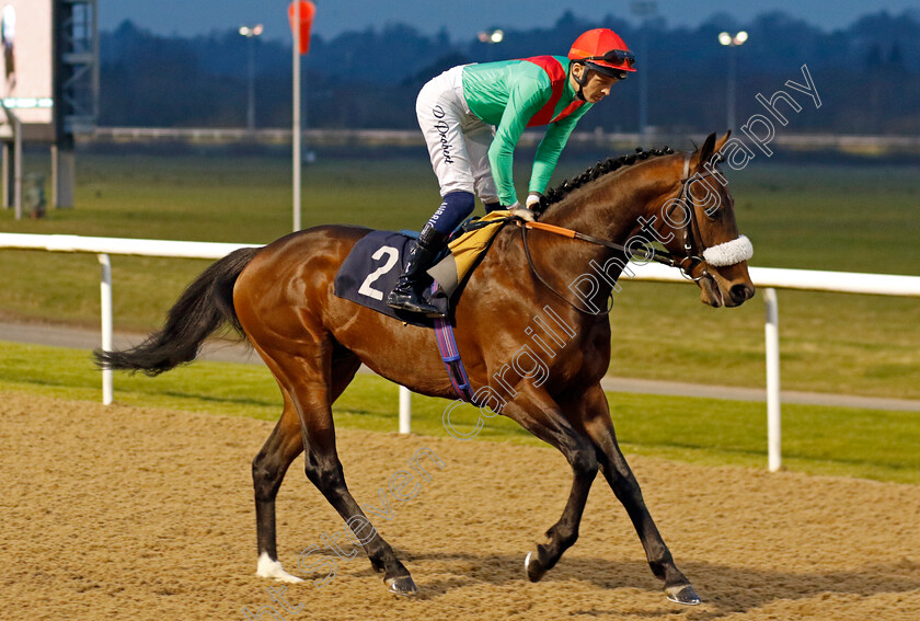 Eulace-Peacock-0001 
 EULACE PEACOCK (David Probert)
Wolverhampton 9 Mar 2024 - Pic Steven Cargill / Racingfotos.com