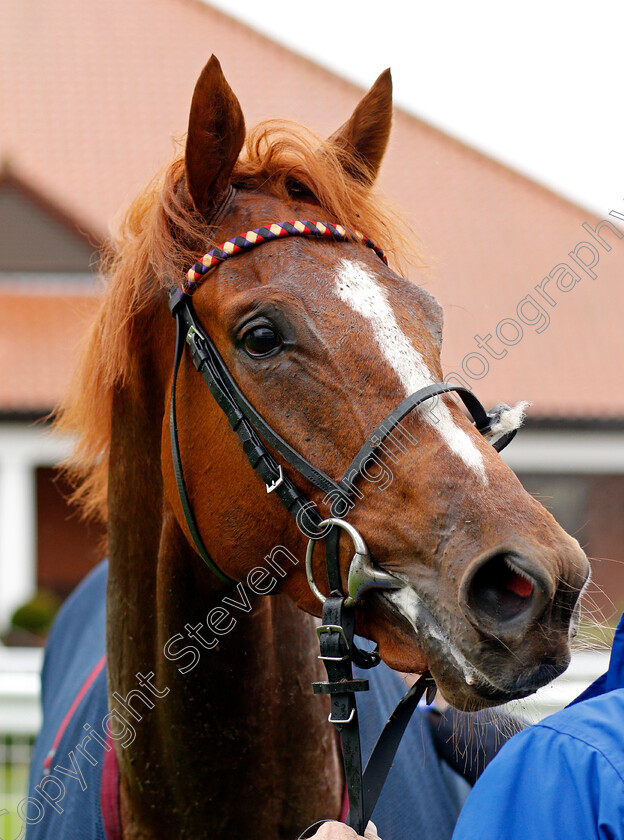 Pied-Piper-0007 
 PIED PIPER after The Rossdales Laboratories Maiden Stakes
Newmarket 21 Oct 2020 - Pic Steven Cargill / Racingfotos.com