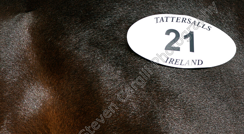 Ascot-Sales-0009 
 Lot number sticker at Ascot Yearling Sale 12 Sep 2017 - Pic Steven Cargill / Racingfotos.com