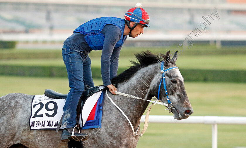 Internationalangel-0001 
 INTERNATIONALANGEL training at Meydan, Dubai
2 Feb 2023 - Pic Steven Cargill / Racingfotos.com