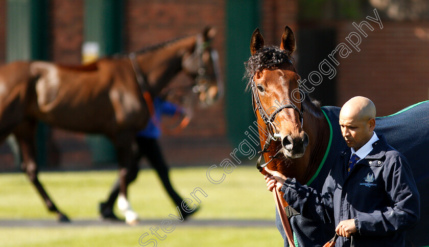 Elegiac-0006 
 ELEGIAC after The Barry Hills Further Flight Stakes
Nottingham 10 Apr 2019 - Pic Steven Cargill / Racingfotos.com