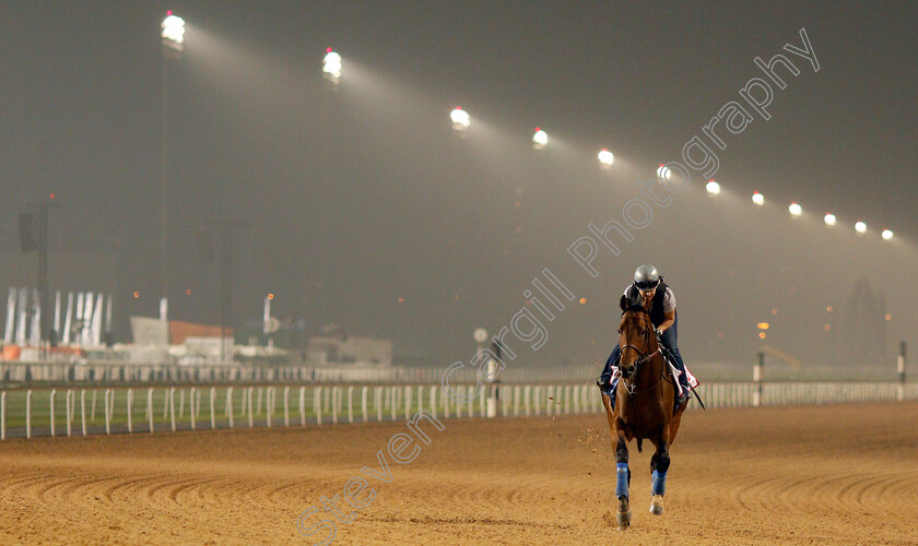 West-Coast-0007 
 WEST COAST exercising in preparation for the Dubai World Cup Meydan 29 Mar 2018 - Pic Steven Cargill / Racingfotos.com