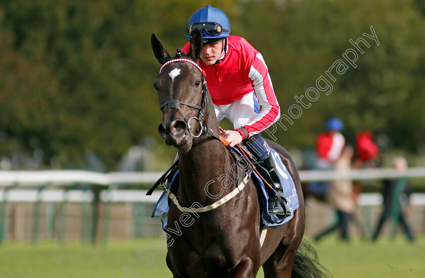 Serving-With-Style-0001 
 SERVING WITH STYLE (Clifford Lee)
Newmarket 27 Sep 2024 - Pic Steven Cargill / Racingfotos.com