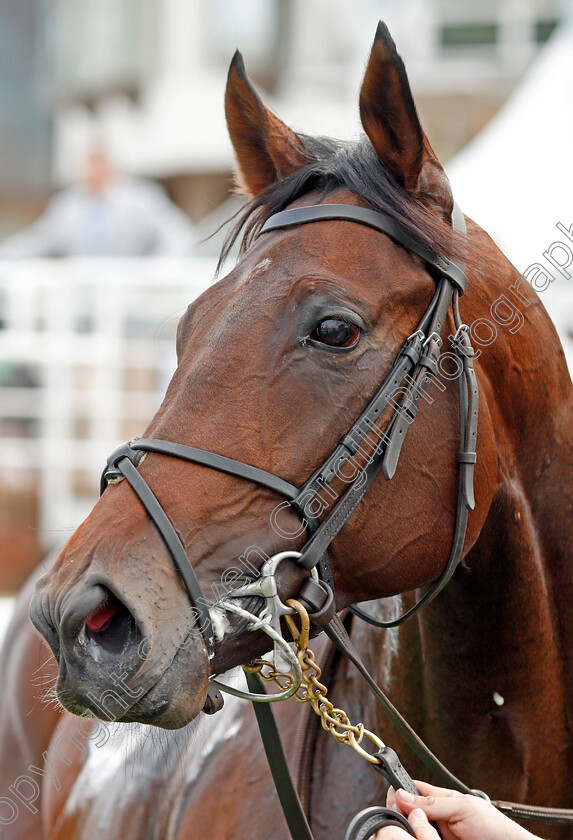 Wichita-0009 
 WICHITA after The Tattersalls Stakes
Newmarket 26 Sep 2019 - Pic Steven Cargill / Racingfotos.com