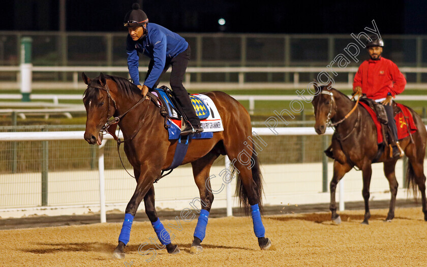 Country-Grammer-0002 
 COUNTRY GRAMMER training for the Dubai World Cup
Meydan, Dubai, 23 Mar 2023 - Pic Steven Cargill / Racingfotos.com