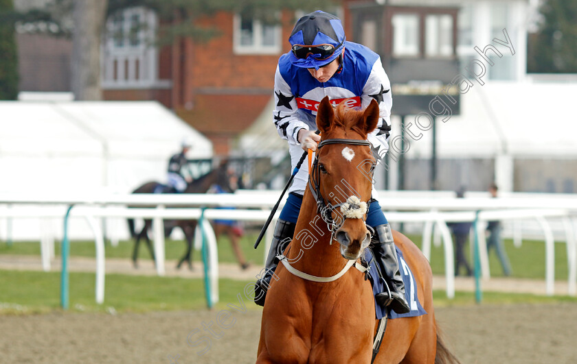 Red-Hot-Rose-0001 
 RED HOT ROSE (Callum Shepherd)
Lingfield 7 Mar 2024 - Pic Steven Cargill / Racingfotos.com