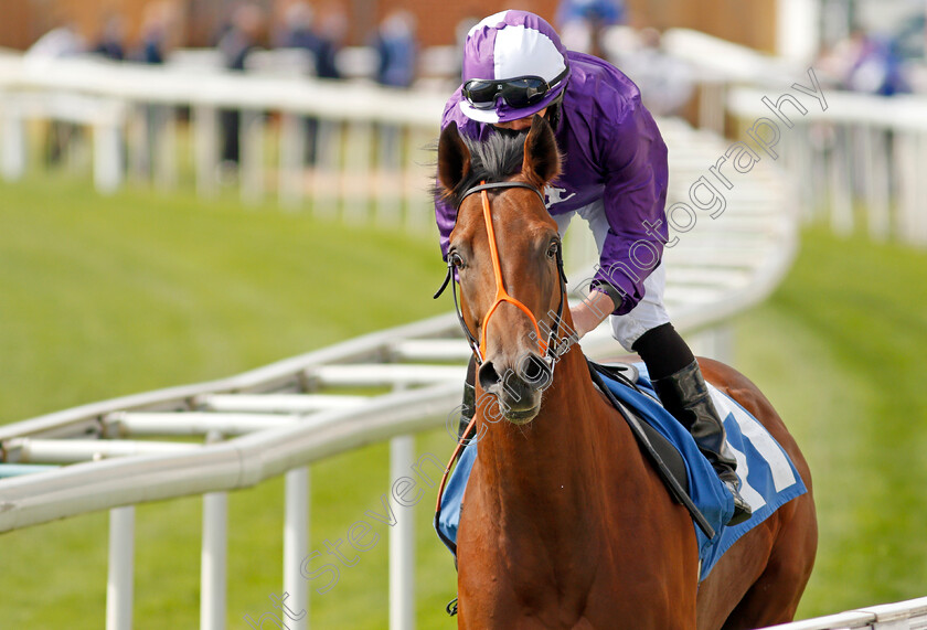 Secret-Strength-0001 
 SECRET STRENGTH (Ryan Moore)
York 13 May 2021 - Pic Steven Cargill / Racingfotos.com