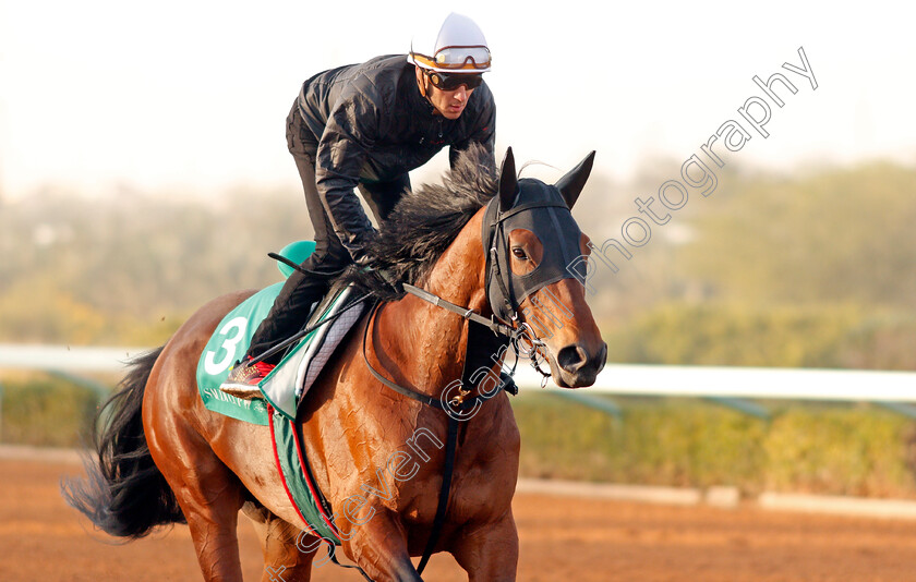 Chrysoberyl-0002 
 CHRYSOBERYL preparing for the Saudi Cup
Riyadh Racetrack, Kingdom Of Saudi Arabia, 27 Feb 2020 - Pic Steven Cargill / Racingfotos.com