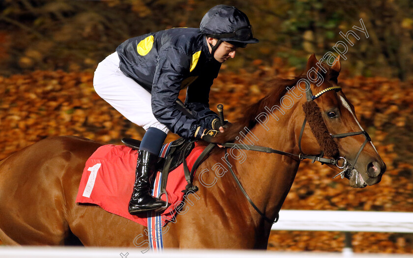 Al-Mubhir-0001 
 AL MUBHIR (Adam Farragher)
Kempton 6 Dec 2023 - Pic Steven Cargill / Racingfotos.com