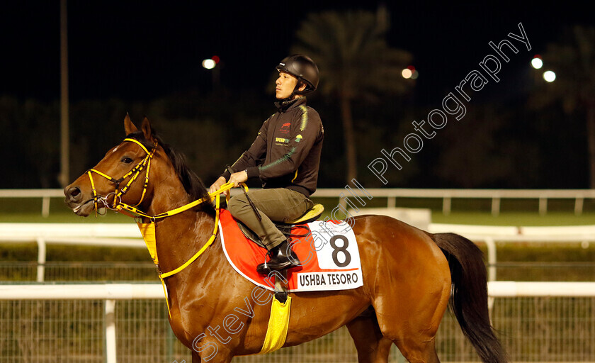 Ushba-Tesoro-0005 
 USHBA TESORO training for the Dubai World Cup
Meydan, Dubai, 21 Mar 2023 - Pic Steven Cargill / Racingfotos.com