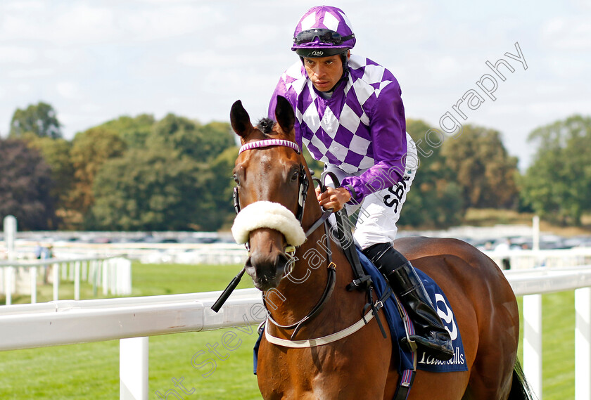 Shaquille 
 SHAQUILLE (Sean Levey)
York 17 Aug 2022 - Pic Steven Cargill / Racingfotos.com