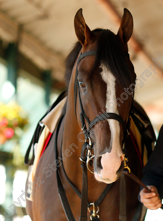 War-Of-Will-0006 
 WAR OF WILL exercising in preparation for the Preakness Stakes
Pimlico, Baltimore USA, 15 May 2019 - Pic Steven Cargill / Racingfotos.com