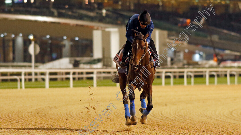 Country-Grammer-0003 
 COUNTRY GRAMMER training for the Dubai World Cup
Meydan, Dubai, 23 Mar 2023 - Pic Steven Cargill / Racingfotos.com