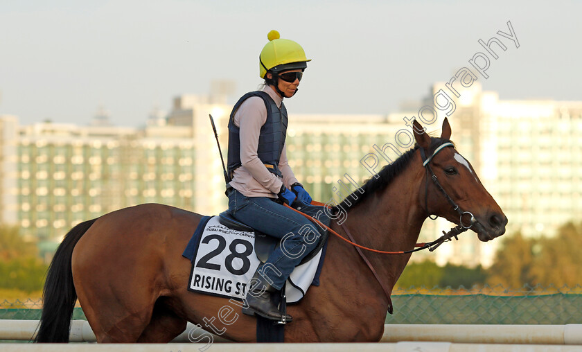 Rising-Star-0001 
 RISING STAR training at the Dubai World Cup Carnival
Meydan 5 Jan 2023 - Pic Steven Cargill / Racingfotos.com