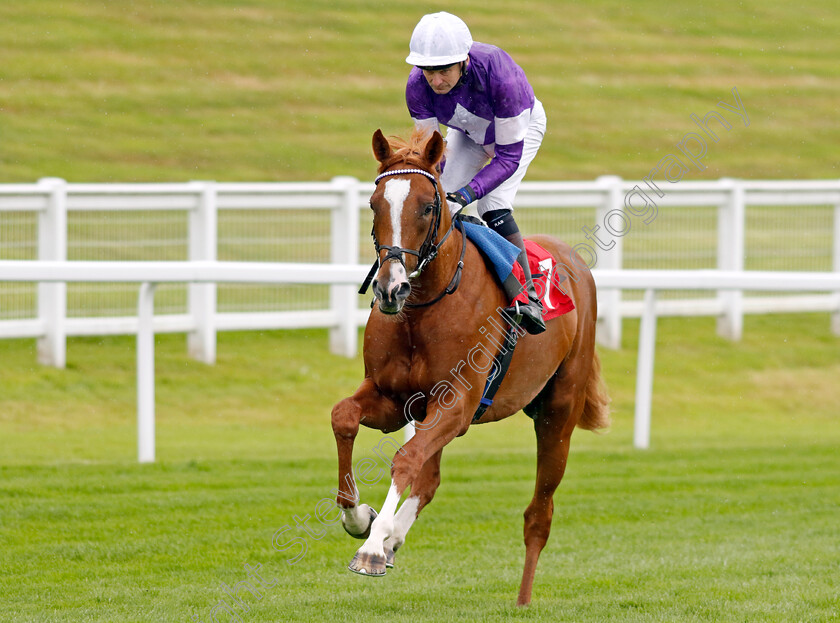 Pantile-Warrior-0001 
 PANTILE WARRIOR (Robert Havlin)
Sandown 25 Jul 2024 - Pic Steven Cargill / Racingfotos.com