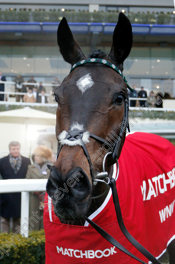 Altior-0011 
 ALTIOR after The Matchbook Clarence House Chase
Ascot 19 Jan 2019 - Pic Steven Cargill / Racingfotos.com