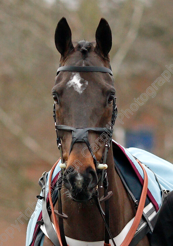 Shishkin-0010 
 SHISHKIN before The SBK Clarence House Chase
Ascot 22 Jan 2022 - Pic Steven Cargill / Racingfotos.com