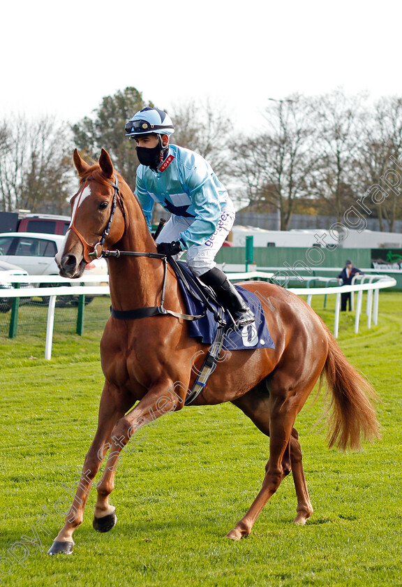 Wolflet-0001 
 WOLFLET (Marco Ghiani)
Yarmouth 20 Oct 2020 - Pic Steven Cargill / Racingfotos.com