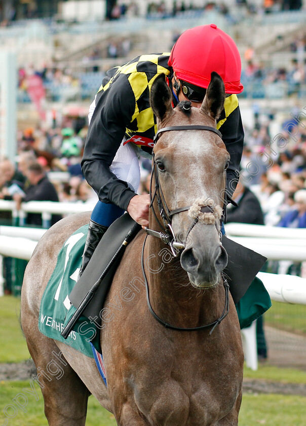 Holguin-0001 
 HOLGUIN (William Buick)
Doncaster 8 Sep 2022 - Pic Steven Cargill / Racingfotos.com