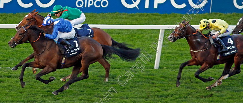 Anmaat-0008 
 ANMAAT (Jim Crowley) wins The Qipco Champion Stakes
Ascot 19 Oct 2024 - Pic Steven Cargill / Racingfotos.com