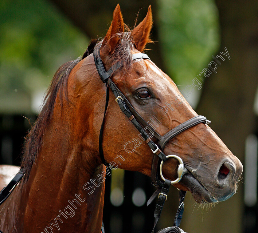 Addeybb-0009 
 ADDEYBB after working in preparation for next week's Eclipse Stakes
Newmarket 25 Jun 2021 - Pic Steven Cargill / Racingfotos.com