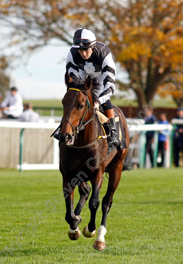 Macho-Sun-0001 
 MACHO SUN (Dylan Hogan)
Newmarket 28 Oct 2022 - Pic Steven Cargill / Racingfotos.com