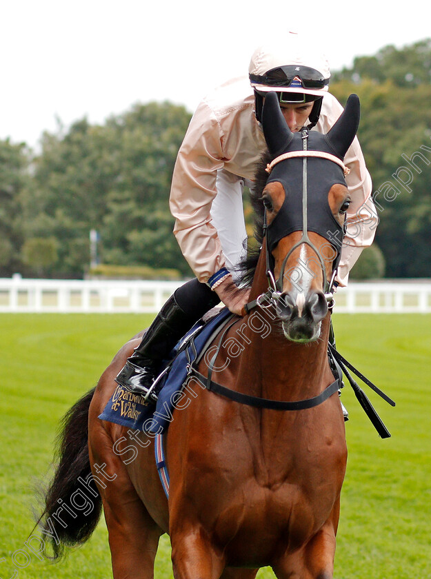 Grinling-0001 
 GRINLING (Rossa Ryan)
Ascot 6 Sep 2019 - Pic Steven Cargill / Racingfotos.com