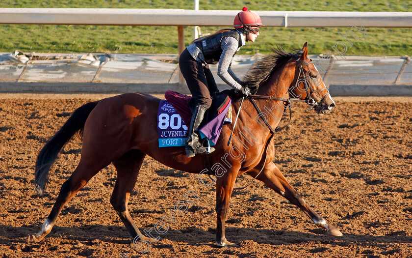 Fort-Myers-0002 
 FORT MYERS training for The Breeders' Cup Juvenile Turf
Santa Anita USA 31 Oct 2019 - Pic Steven Cargill / Racingfotos.com