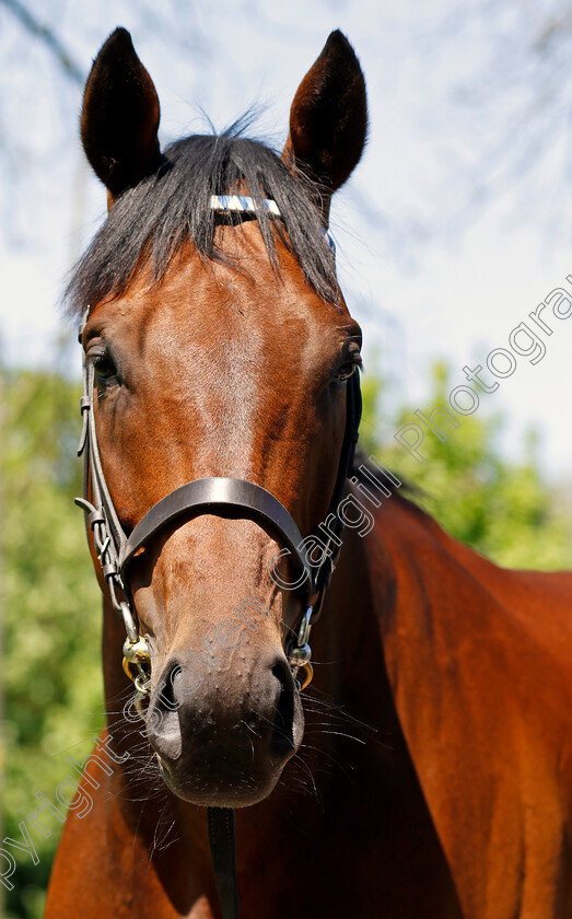 Elyaasaat0007 
 ELYAASAAT Shadwell Stud 8 May 2018 - Pic Steven Cargill / Racingfotos.com