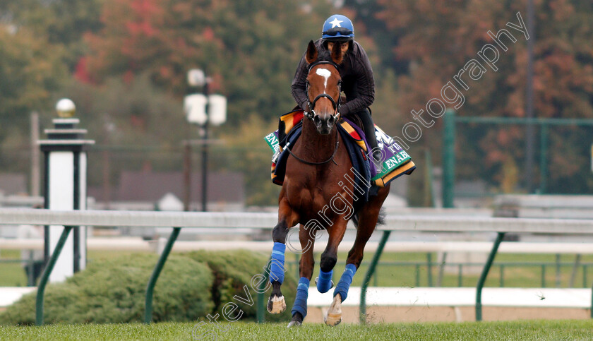 Enable-0008 
 ENABLE exercising ahead of the Breeders' Cup Turf
Churchill Downs 30 Oct 2018 - Pic Steven Cargill / Racingfotos.com