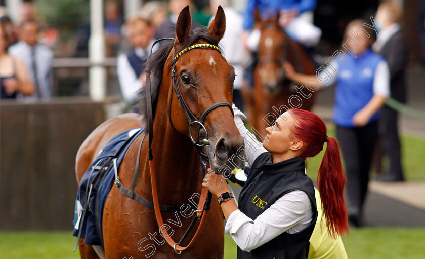 Save-A-Forest-0007 
 SAVE A FOREST after The British Stallion Studs EBF Chalice Stakes
Newmarket 31 Jul 2021 - Pic Steven Cargill / Racingfotos.com