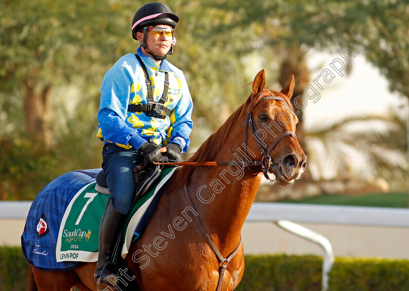 Lemon-Pop-0001 
 LEMON POP training for The Saudi Cup
King Abdulaziz Racecourse, Saudi Arabia 20 Feb 2024 - Pic Steven Cargill / Racingfotos.com