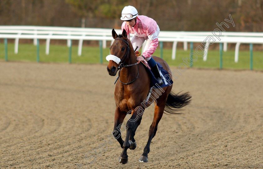 Boutonniere-0001 
 BOUTONNIERE (Rob Hornby)
Lingfield 25 Jan 2019 - Pic Steven Cargill / Racingfotos.com