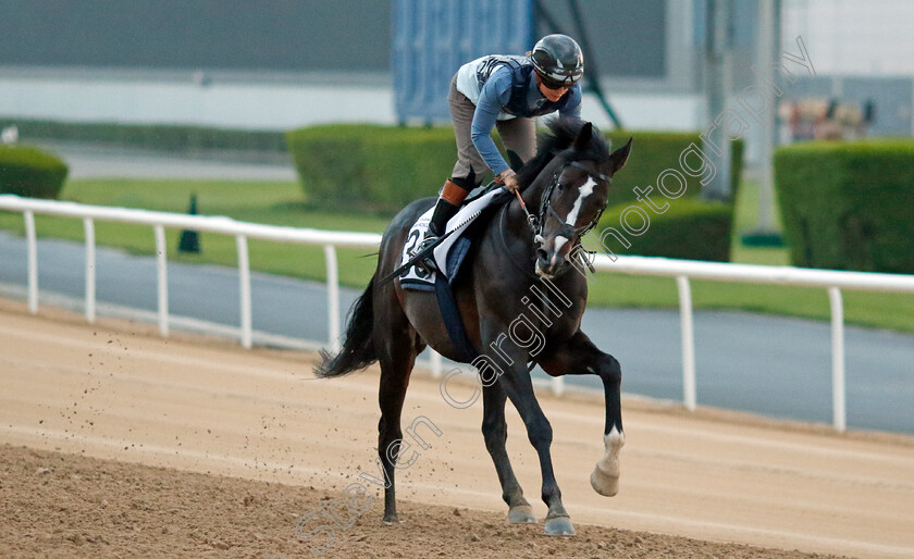 Sean-0002 
 SEAN training at the Dubai Racing Carnival
Meydan 1 Feb 2024 - Pic Steven Cargill / Racingfotos.com