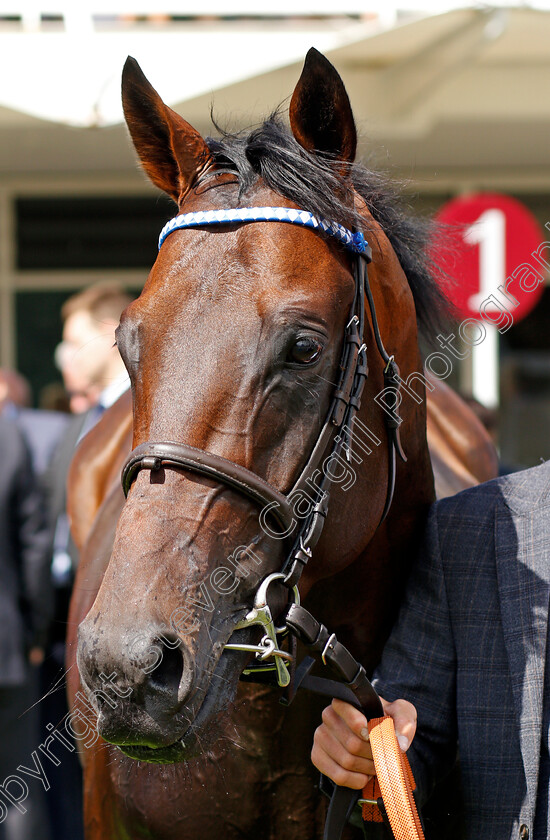 Baaeed-0007 
 BAAEED after The Bonhams Thoroughbred Stakes
Goodwood 30 Jul 2021 - Pic Steven Cargill / Racingfotos.com