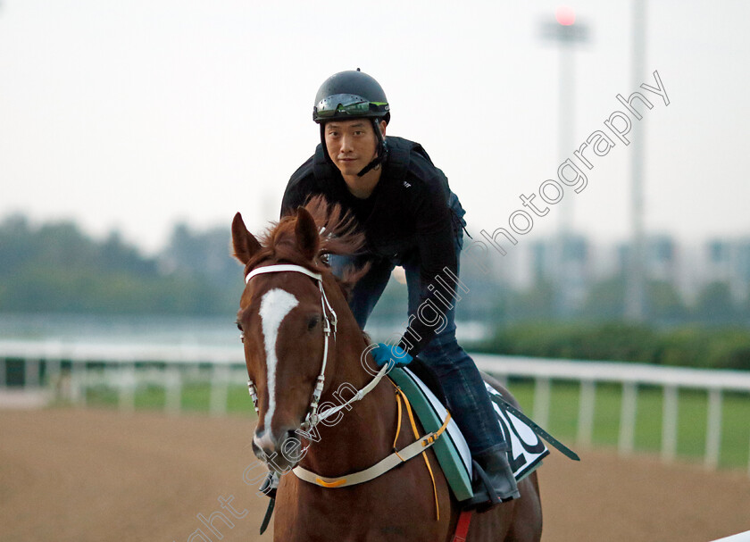 Simjangui-Godong-0001 
 SIMJANGUI GODONG training at the Dubai Racing Carnival
Meydan 1 Feb 2024 - Pic Steven Cargill / Racingfotos.com