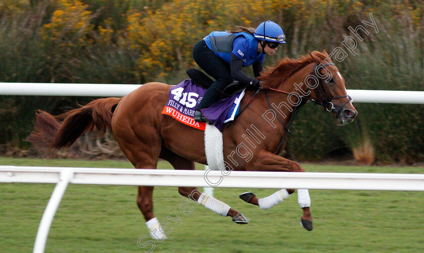 Wuheida-0002 
 WUHEIDA training for The Breeders' Cup Filly & Mare Turf at Del Mar USA 31 Oct 2017 - Pic Steven Cargill / Racingfotos.com