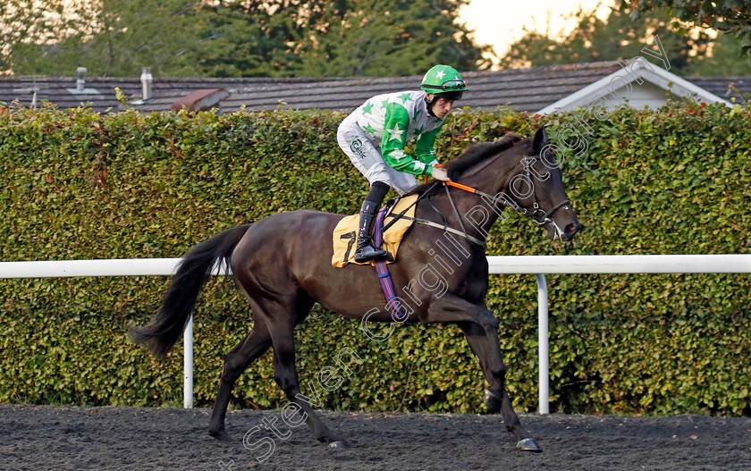 Sapphire-Sirocco-0001 
 SAPPHIRE SIROCCO (Paddy Bradley)
Kempton 28 Aug 2024 - Pic Steven Cargill / Racingfotos.com