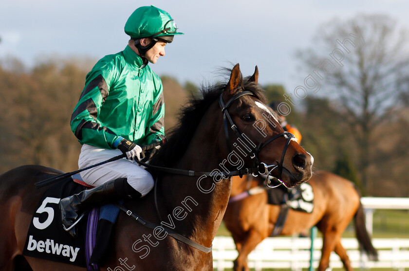 Court-House-0001 
 COURT HOUSE (Robert Havlin)
Lingfield 2 Feb 2019 - Pic Steven Cargill / Racingfotos.com