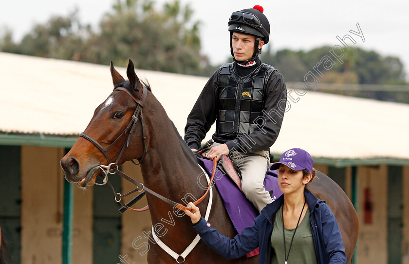 Marsha-0001 
 MARSHA (Luke Morris) training for The Breeders' Cup Turf Sprint at Del Mar USA, 1 Nov 2017 - Pic Steven Cargill / Racingfotos.com