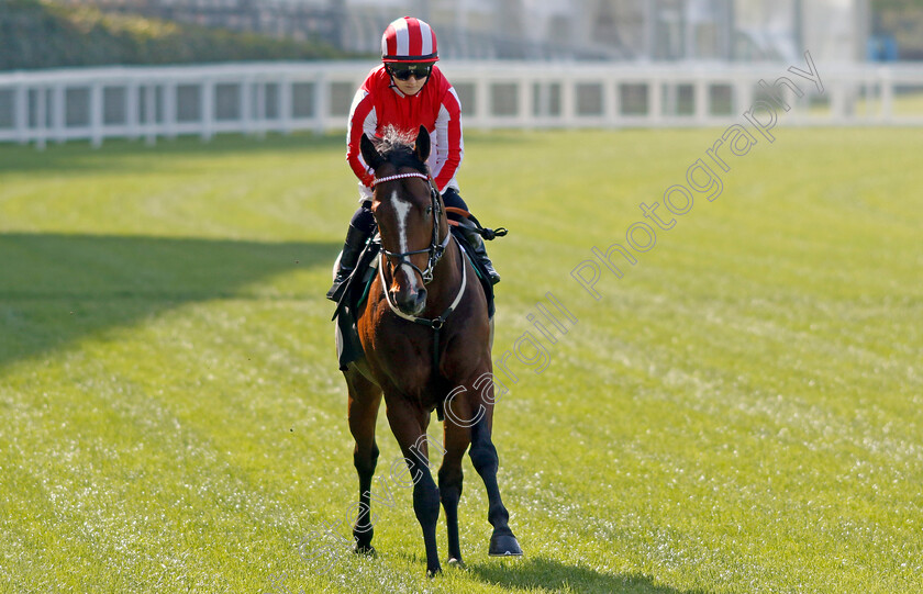 Bradsell-0001 
 BRADSELL (Hollie Doyle)
Ascot 3 May 2023 - Pic Steven Cargill / Racingfotos.com